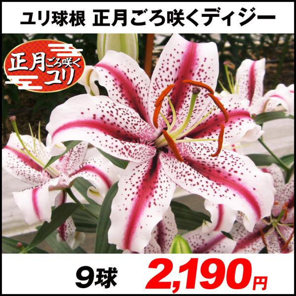 ユリ オリエンタルリリー ユリ 球根 正月ごろ咲くディジー 9球 花ユリ 22n P1 0011 花と緑 国華園 通販 Yahoo ショッピング