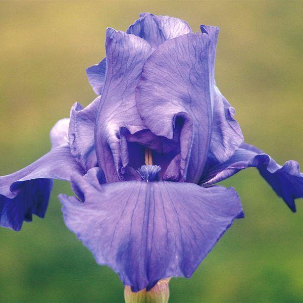 ジャーマンアイリス 裸苗 クリスタルブルー 1株 22n P1 0092 花と緑 国華園 通販 Yahoo ショッピング