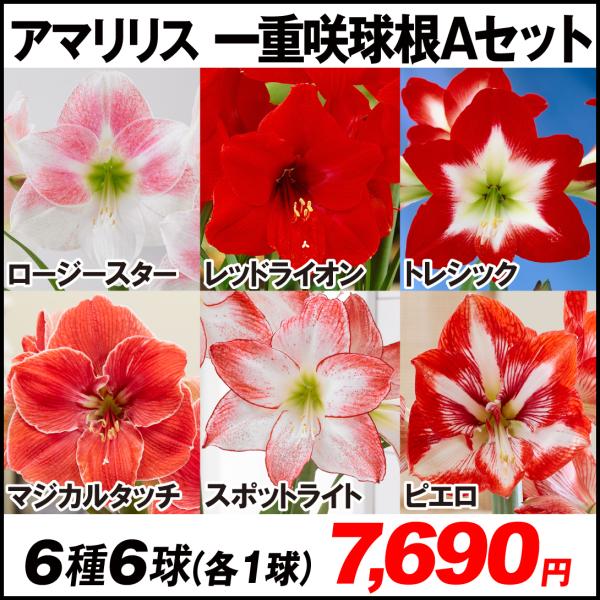 球根 アマリリスの人気商品 通販 価格比較 価格 Com