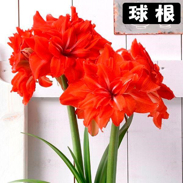 ●学名・英名：Hippeastrum Double Circus●商品情報：2月から5月に咲くアマリリスの球根。豪華な赤色八重咲きアマリリスです。球根の上部３分の１程度出るくらいの浅さで鉢に植え付けます。水をやると成長がスタート! ●お届け...