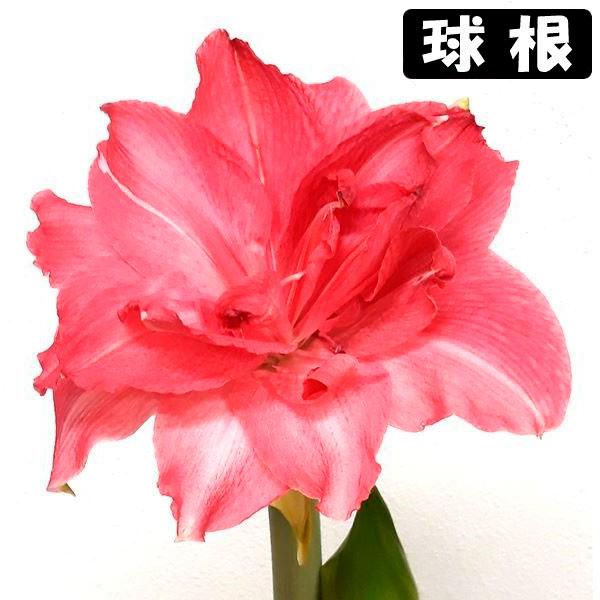 ●学名・英名：Hippeastrum Candy Nymph (Cannym)●商品情報：2月から5月に咲くアマリリスの球根。桃色の八重咲きアマリリスです。球根の上部３分の１程度出るくらいの浅さで鉢に植え付けます。水をやると成長がスタート!...