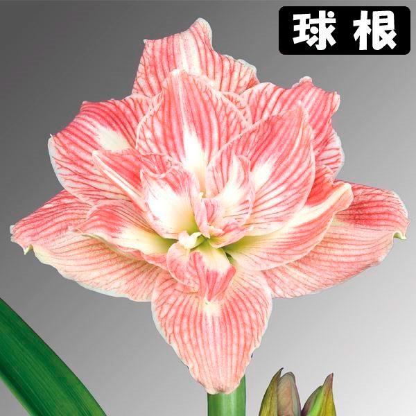 ●学名・英名：Hippeastrum Pretty Nymph (Pretnym)●商品情報：2月から5月に咲くアマリリスの球根。白と桃色がかわいい八重咲きアマリリスです。球根の上部３分の１程度出るくらいの浅さで鉢に植え付けます。水をやると...