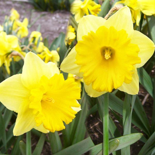 スイセン 球根 ラッパ咲水仙 キスミー 5球 22n P1 0149 花と緑 国華園 通販 Yahoo ショッピング