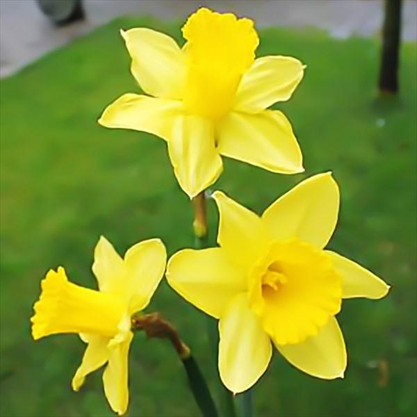 スイセン 球根 ラッパ咲水仙 マンド 30球 22n P1 0156 花と緑 国華園 通販 Yahoo ショッピング