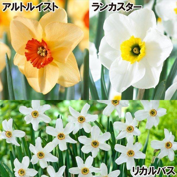 スイセン 球根 かわいいカップ咲水仙セット 3種15球 各5球 22n P1 0179 花と緑 国華園 通販 Yahoo ショッピング