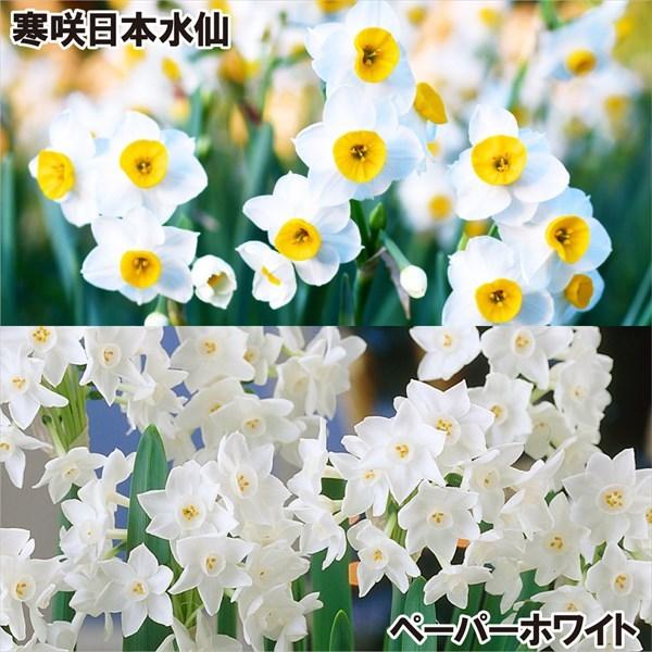 スイセン 球根 超早咲水仙セット 2種10球 各5球 22n P1 0219 花と緑 国華園 通販 Yahoo ショッピング