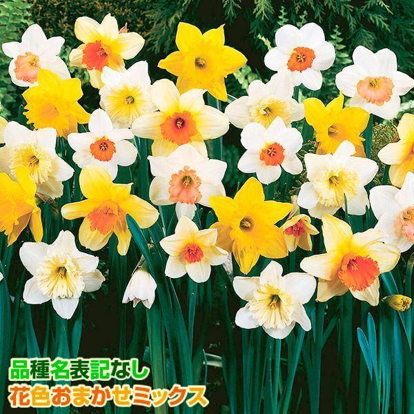 ●学名・英名：Narcissus●商品情報：華やかなカップ咲き水仙のミックス。何が咲くかは咲いてからのお楽しみ♪スイセンは育てやすく、植えっぱなしでも栽培でき、初心者にもおすすめです。●お届け状態：球根●開花期(約)：3月-5月●草丈(約)...