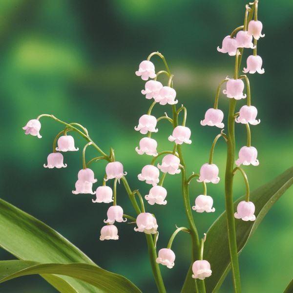 ●商品情報清楚で可憐な薄桃色。高温多湿を嫌うので涼しく管理。   ●お届け状態９ｃｍ深ポット苗   ●分類多年草   ●開花期4〜5月   ●草丈(約)20〜30cm   ●日照半日陰   ●耐寒性強   ●栽培適地庭・鉢※栽培環境により花...