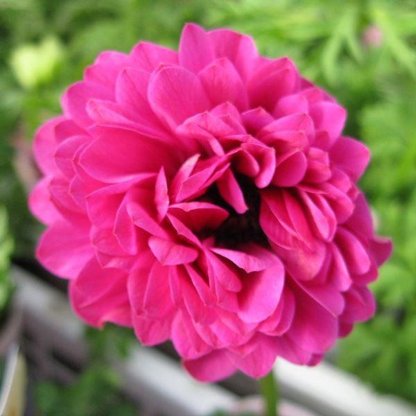 アネモネ 花 苗の人気商品 通販 価格比較 価格 Com