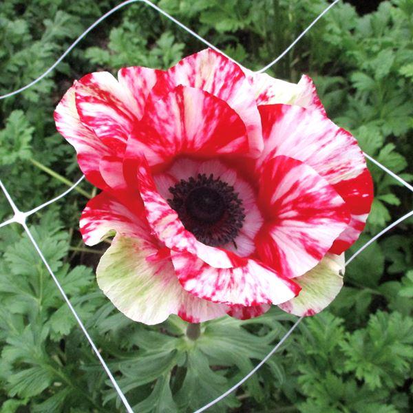 アネモネ 花 苗の人気商品 通販 価格比較 価格 Com