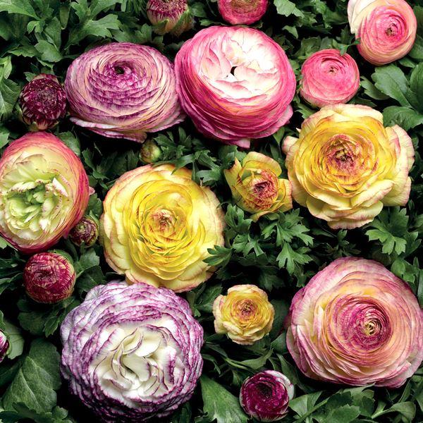 ラナンキュラス 苗の人気商品 通販 価格比較 価格 Com