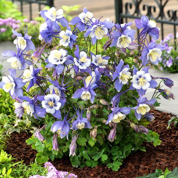 商品情報こんもりまとまるので、庭植えにピッタリなアーリーバードシリーズ! コントラストが美しい花色です。お届け状態ポット苗分類多年草開花期4〜6月草丈20〜40cm日照日なた・半日陰耐寒性強用途庭・鉢・切花