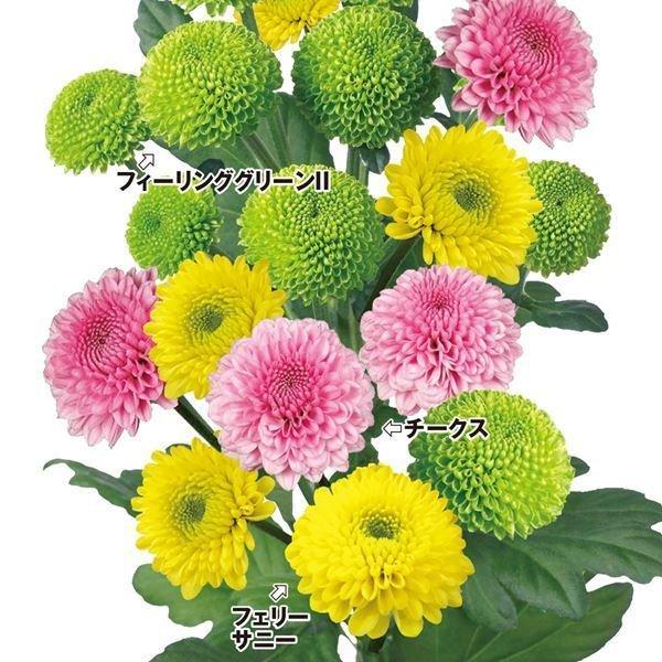 菊苗 切花菊 3色ポンポン菊セット 3種6株 送料無料 22n P2 0024 花と緑 国華園 通販 Yahoo ショッピング