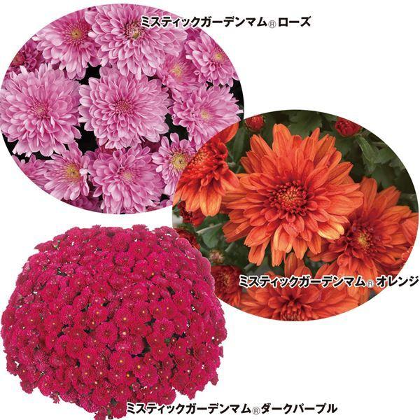 菊 ガーデニング 苗の人気商品 通販 価格比較 価格 Com