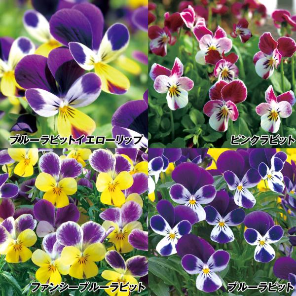 花苗 ビオラ ラビットセット 4種8株 22n P2 0058 花と緑 国華園 通販 Yahoo ショッピング