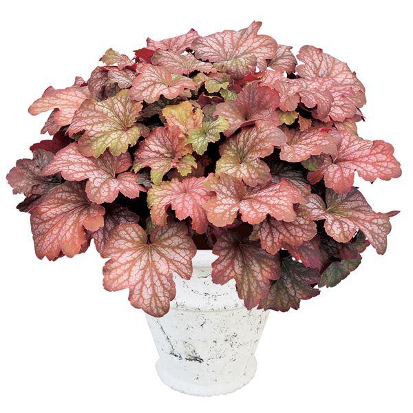 商品情報夏の暑さ、直射日光に強い！オリーブグリーンの地色にブロンスがかった葉で、温度が低いときにはブロンズが強くなります。(品種登録名：INHEUSWPRI)開花期晩春〜夏草丈20-40cm日照半日陰耐寒性強用途庭・鉢