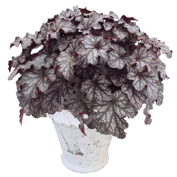 商品情報シルバーグレーの葉色に黒い葉脈が特徴的！温度が高いとシルバーグリーンが、低いときには紫色が強くなります。(品種登録名：INHEUSILDU)開花期晩春〜夏草丈20-40cm日照半日陰耐寒性強用途庭・鉢