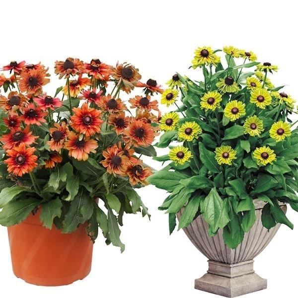 種 ルドベキアの人気商品 通販 価格比較 価格 Com