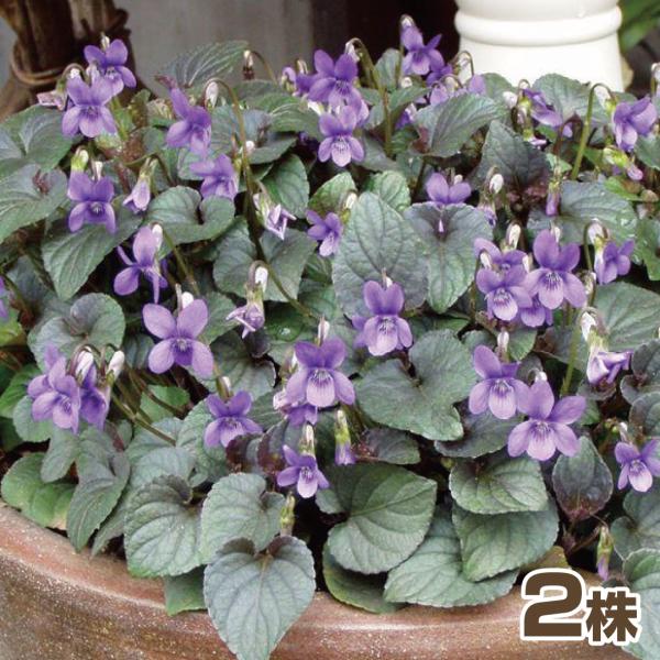 商品情報生育旺盛でとっても丈夫で育てやすい宿根スミレ! 美しい銅葉とお花のコントラストが美しい、珍しい品種です。寒さに強く、暖地では葉も枯れずに越冬します。寒冷地でも越冬可能です!お届け状態ポット苗分類多年草開花期春・秋草丈10-15cm日...