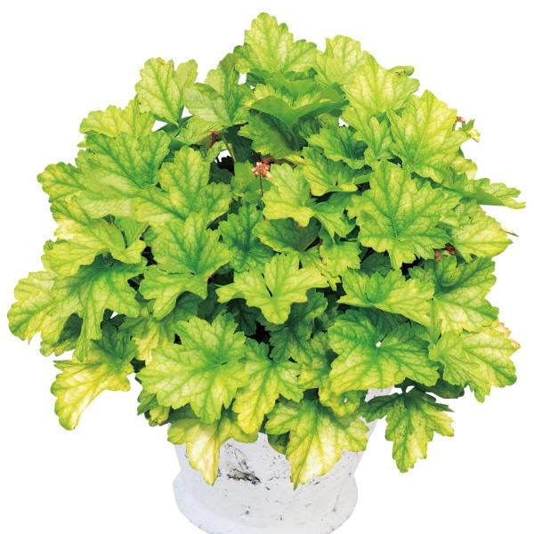 商品情報四季折々の葉色の変化も楽しめ、夏場でも葉焼けしにくい優秀シリーズ!!寄せ植えアイテムにもステキです。登録名：INHEU10274お届け状態ポット苗分類多年草開花期晩春〜夏草丈20〜40cm日照日なた（午後：半日陰）耐寒性強用途庭・鉢