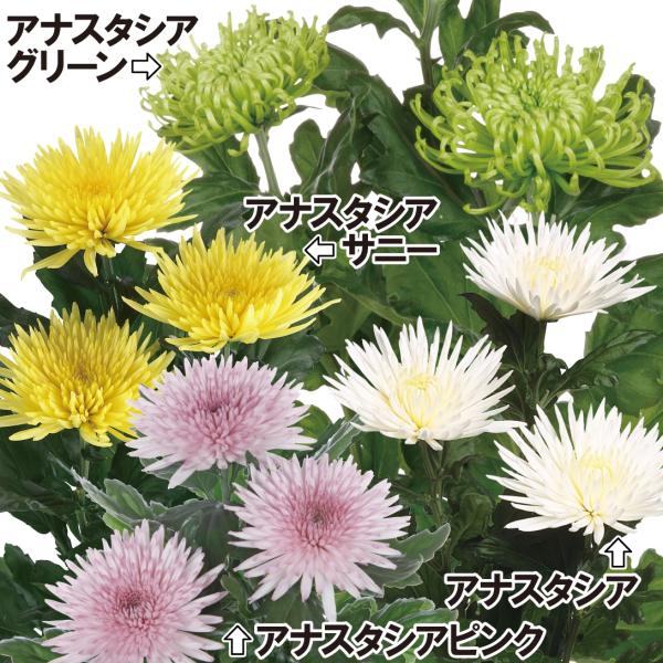 菊 苗の人気商品 通販 価格比較 価格 Com