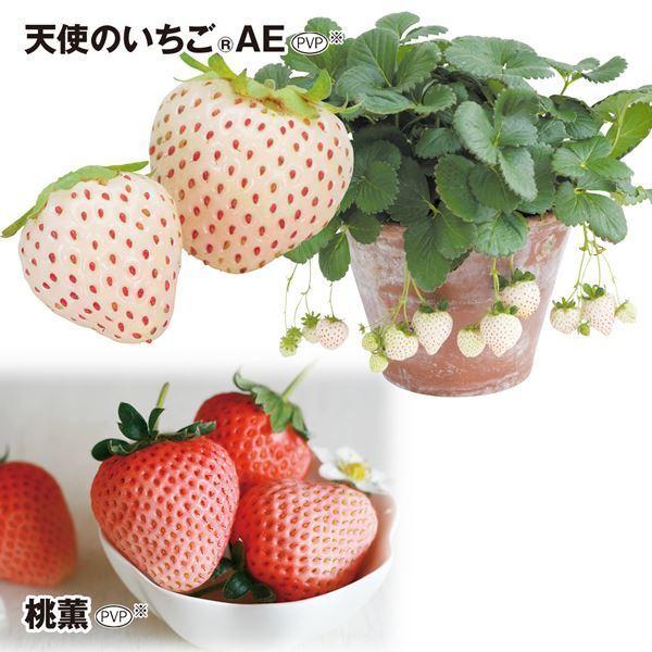 種 イチゴ 苗の人気商品 通販 価格比較 価格 Com