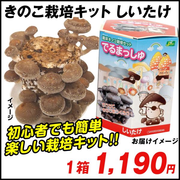 苗 きのこ栽培 キットの人気商品 通販 価格比較 価格 Com