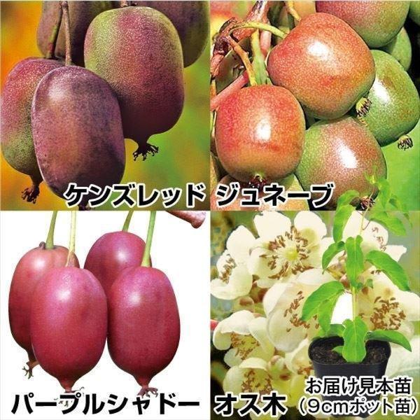 苗 キウイの人気商品 通販 価格比較 価格 Com