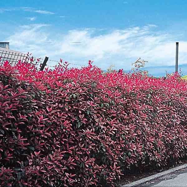 ●商品情報：従来のベニカナメモチより紅色が持続しやすく、密に茂るので生垣に最高!!病気に強く育てやすい。●お届け状態：挿木2年生ポット苗(樹高40〜60cm)●分類：常緑樹●生長後の樹高：3〜7m●観賞期：4〜5月●日照：日なた●耐寒性：中...