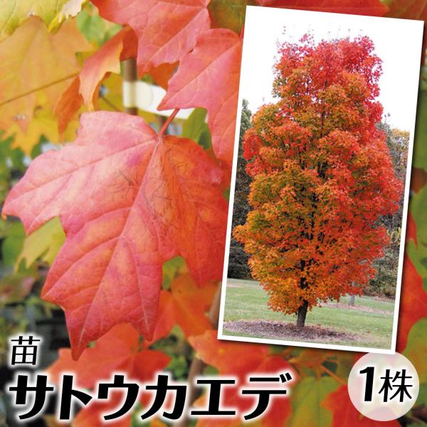 ●商品情報：メープルシロップの木としても有名なサトウカエデ!赤や黄色の紅葉がとても美しく、春〜夏の緑葉も爽やか。●お届け状態：挿木2年生ポット苗(樹高約40〜60cm)●分類：落葉樹●葉の観賞期(約)：10〜12月●生長後の樹高(約)：5〜...