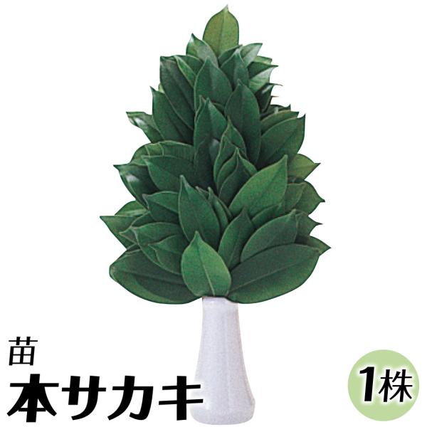 ●商品情報：ヒサカキより大きめで切れ込みの無い葉は、主に西日本で神前のお供え用に用いられます。●お届け状態：実生ポット苗(樹高約30〜40cm)●分類：常緑樹●樹高(約)：2〜4m●耐寒性：強/寒冷地でも地植えOK●日照：日なた・半日陰●栽...