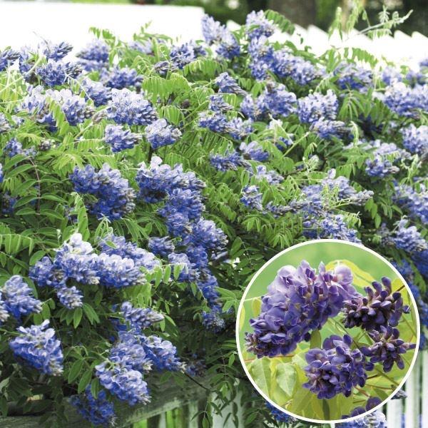 ●商品情報：たわわに実るブドウのような花姿で、桜と共に日本を代表する花木「藤」。こちらは小さなお庭でも楽しめる強健かつコンパクトな園芸種で、初夏と晩夏の2度開花します。若木のうちから開花し、トレリスなどでも十分栽培が楽しめます!●お届け状態...