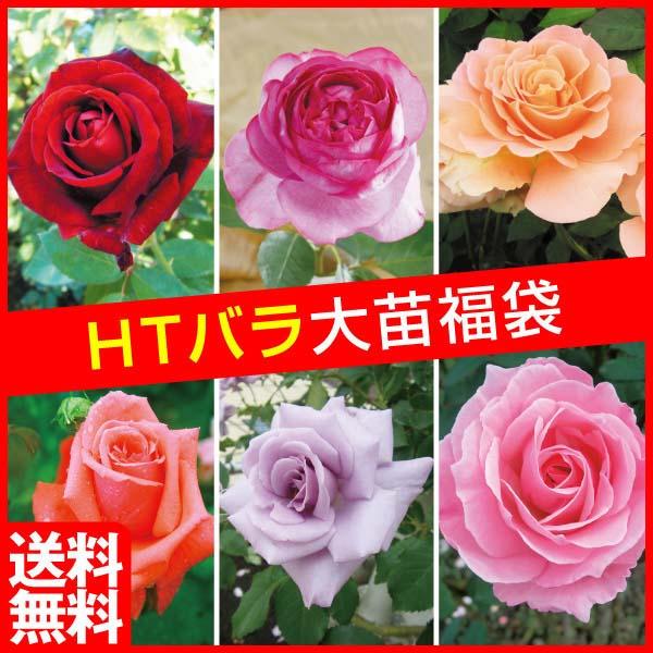 国華園 バラ苗 四季咲き大輪バラ福袋（品種見計らい） 送料無料 3株