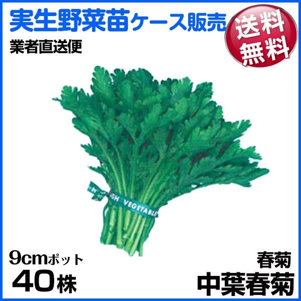 苗 野菜苗の人気商品・通販・価格比較 - 価格.com