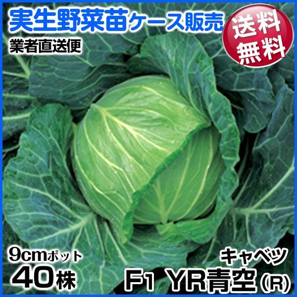 春 野菜 苗の人気商品 通販 価格比較 価格 Com