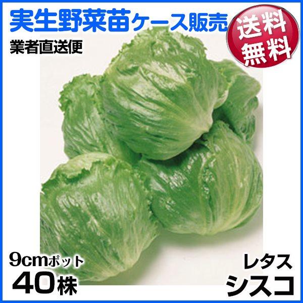 ●商品情報低温結球性にすぐれた秀品率の高い冬どりの中生種。外葉は比較的コンパクトながら、強健で耐寒性にすぐれ、玉のそろいが極めてよい。玉は豊円球で変形しにくく、鮮緑色で内部までよく着色する。肉質は暑くて日もちにすぐれ、歯切れがよい。●お届け...