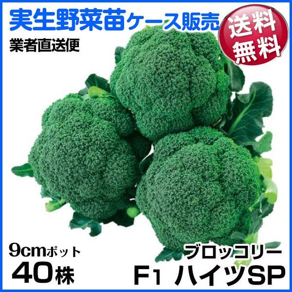 苗 ブロッコリーの人気商品・通販・価格比較 - 価格.com 苗 ブロッコリーの人気商品・通販・価格比較 - 価格.com