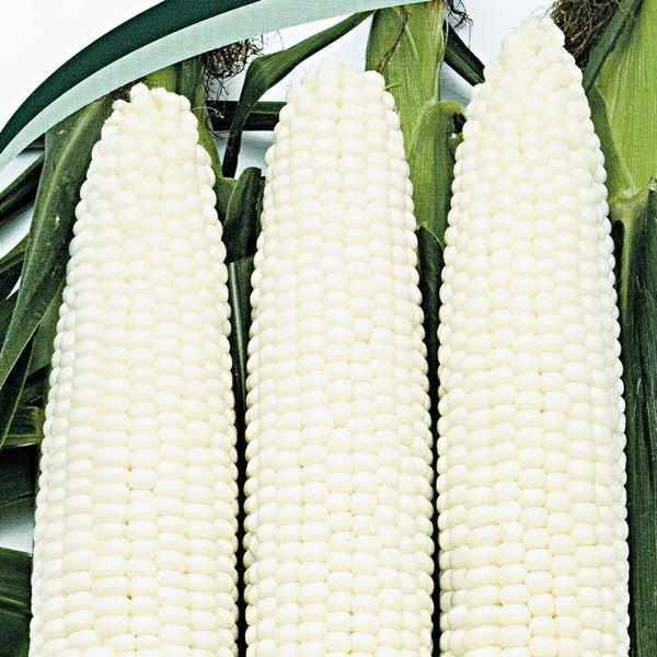 とうもろこし トウモロコシ コーン スイートコーン タネ 露地抑制栽培 F1改良シルバートップ 1袋 15ml 種 野菜たね Ytc134 22n P6 0029 花と緑 国華園 通販 Yahoo ショッピング