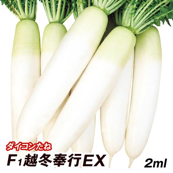野菜の種 だいこん 品種冬しぐれ 訳あり品2点 セール開催中の