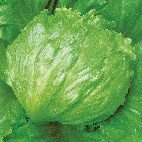 レタス タネ グリーンフィールド 1袋(3ml) 種 野菜たね 【YTC47】 :2022n-p6-0063:花と緑 国華園 - 通販 - Yahoo!ショッピング レタス タネ グリーンフィールド 1袋(3ml) 種 野菜たね 【YTC47】 :2022n-p6-0063:花と緑 国華園 - 通販 - Yahoo!ショッピング