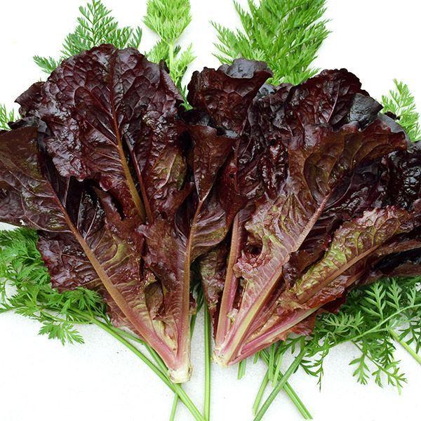 レタス タネ ファラオ 1袋 2ml 種 野菜たね Ytc45 22n P6 0064 花と緑 国華園 通販 Yahoo ショッピング