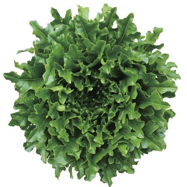 レタス タネ ワンタイム 1袋(2ml) 種 野菜たね 【YTC45】 :2022n-p6-0065:花と緑 国華園 - 通販 - Yahoo!ショッピング レタス タネ ワンタイム 1袋(2ml) 種 野菜たね 【YTC45】 :2022n-p6-0065:花と緑 国華園 - 通販 - Yahoo!ショッピング