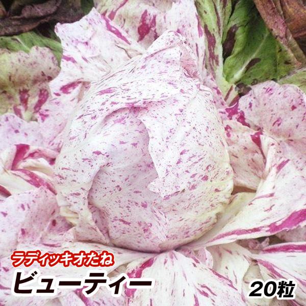 kokkaen_2022n-p6-0066