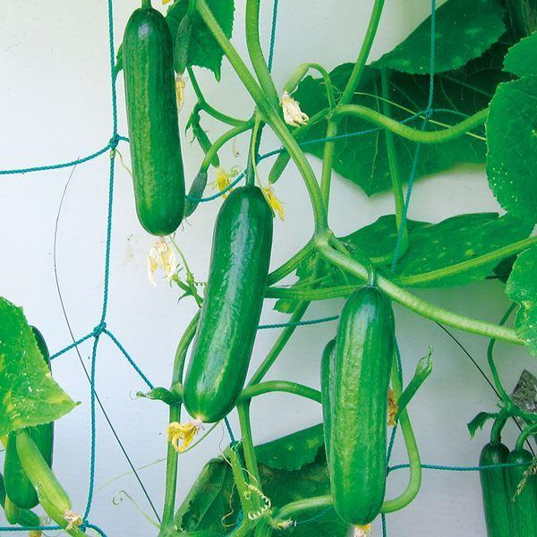 キュウリ きゅうり 胡瓜 タネ 露地抑制栽培 F1ベルケ 1袋 8粒 種 野菜たね Ytc134 22n P6 0091 花と緑 国華園 通販 Yahoo ショッピング