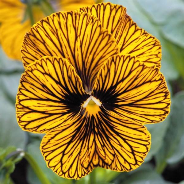 ビオラ 種 タイガーアイ 1袋 粒 ビオラの種 ビオラの花 花たね 花の種 種子 タネ 国華園 22n P7 0023 花と緑 国華園 通販 Yahoo ショッピング