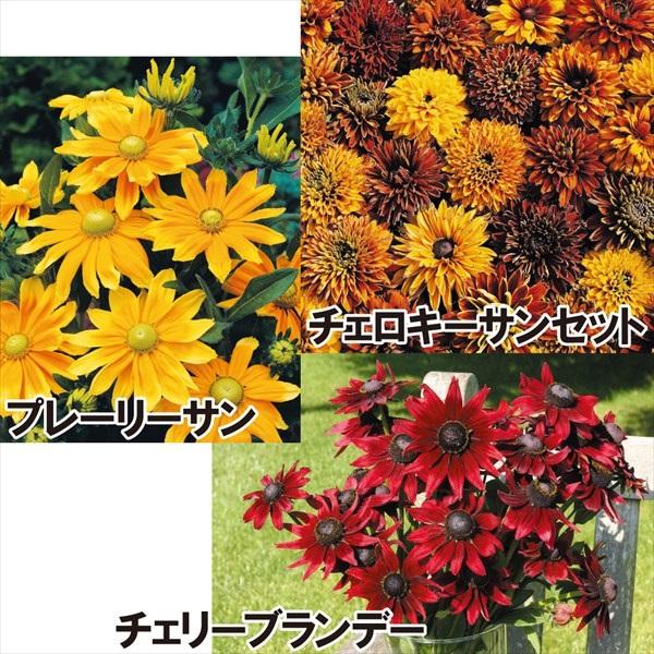 55 Off 花の種 営利用 ルドベキア プレーリーサン 1000粒 コート種子 サカタのタネ 種苗 メール便発送 Trademarketingforce Com Br