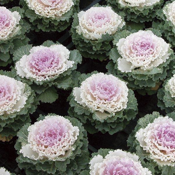 葉牡丹 種 F1祝い太鼓 1袋 15粒 葉牡丹の種 葉牡丹の花 ハボタン 花たね 花の種 種子 タネ 国華園 22n P7 0033 花と緑 国華園 通販 Yahoo ショッピング