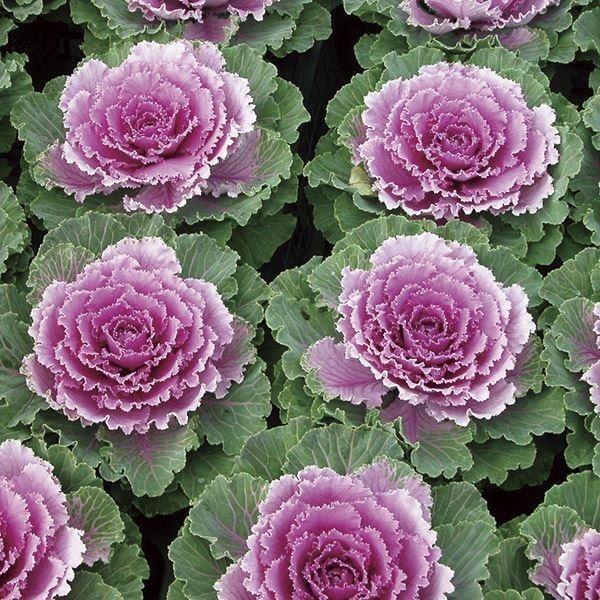 葉牡丹 種 F1まつり太鼓 1袋 15粒 葉牡丹の種 葉牡丹の花 ハボタン 花たね 花の種 種子 タネ 国華園 22n P7 0034 花と緑 国華園 通販 Yahoo ショッピング