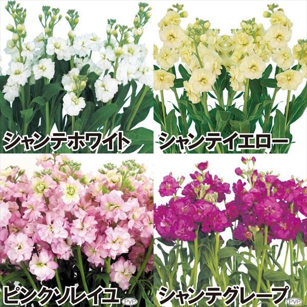 ストック 種 スプレーストックbセット 4種4袋 ストックの種 ストックの花 アラセイトウ スプレイストック 花たね 花の種 種子 タネ 国華園 22n P7 0037 花と緑 国華園 通販 Yahoo ショッピング