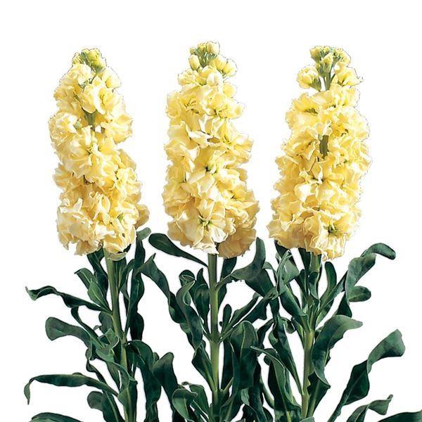 ストック 種 アイアン イエロー １袋 50粒 ストックの種 ストックの花 アラセイトウ 花たね 花の種 種子 タネ 国華園 22n P7 0039 花と緑 国華園 通販 Yahoo ショッピング